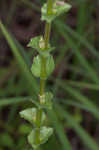 Prairie Venus' looking-glass